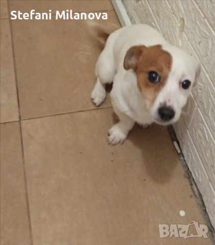 Продавам Джак Ръсел, снимка 2 - Джак ръсел териер - 53281311