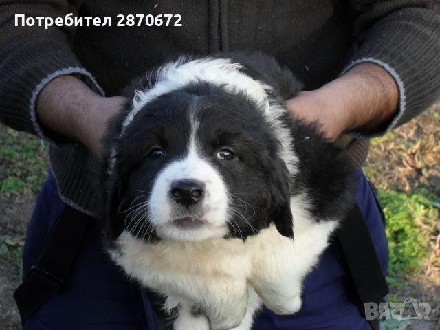 каракачанско овчарско куче, снимка 1 - Каракачанска овчарка - 40429049