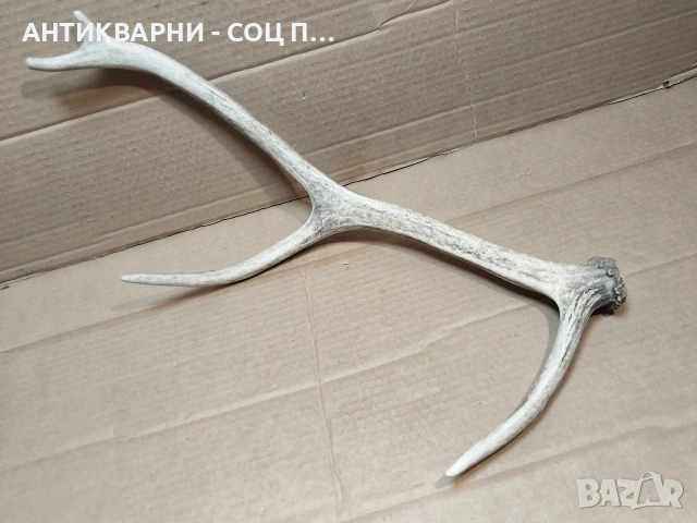 Еленски Рог, Рога. / НОМЕР 1680., снимка 3 - Антикварни и старинни предмети - 53784220
