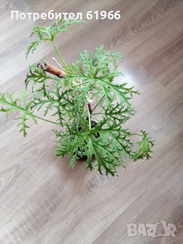 Красиво Холандско и българско индришета! , снимка 5 - Градински цветя и растения - 46921059