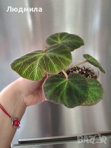 Бегония Соли Мутата/solimutata, снимка 2 - Стайни растения - 53758551