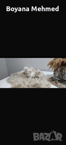 Британски късокосместа и шотлански клепоухи