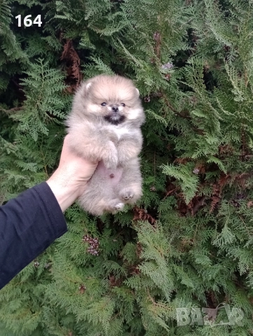 Миниатюрен мъжки Померан. , снимка 2 - Померан - 52697509