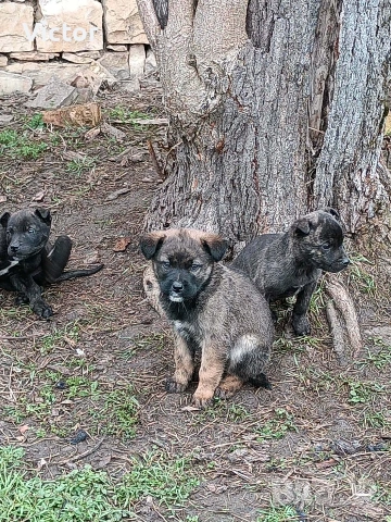 Подарявам кучета микс между Кане корсо и Питбул, снимка 2 - Други - 53714455