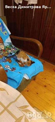 Котенце Мая., снимка 4 - Други - 53219759