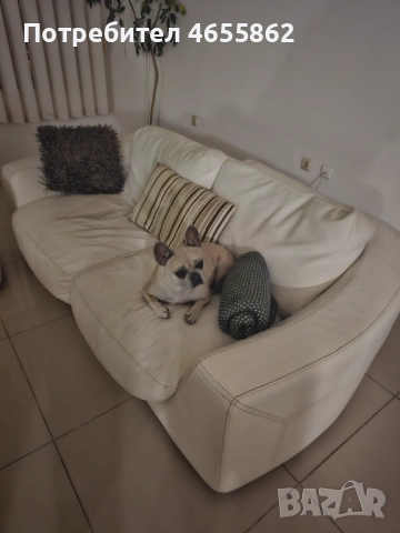 Френски съкровища търсят любящи стопани, снимка 14 - Френски булдог - 52474199