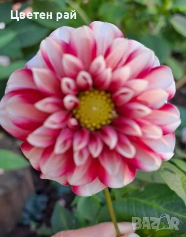 Грудки на няколко цвята далии , снимка 12 - Градински цветя и растения - 53770861