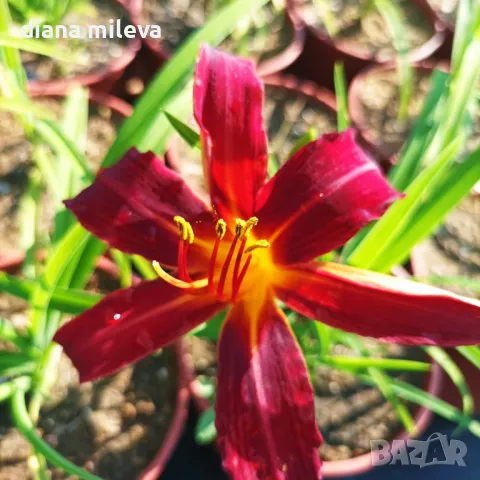 Хемерокалис Crimson Pirate, студоустойчив, снимка 1