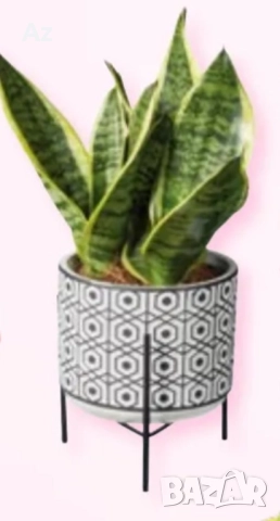 Цвете Меч, снимка 1