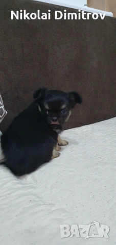 Момиче чихуа дългокосместо, снимка 4 - Чихуахуа - 53539843