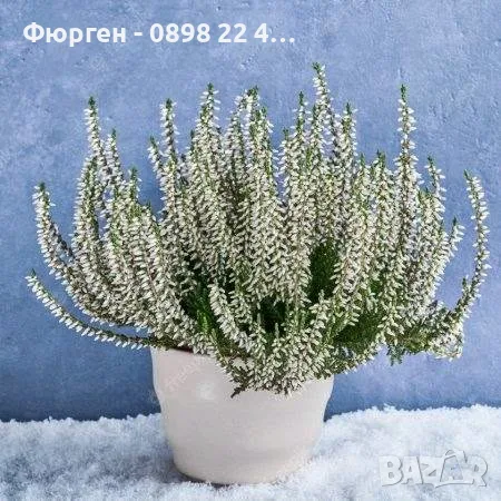 Калуна/Пирен,,,,, снимка 2 - Разсади - 55793427
