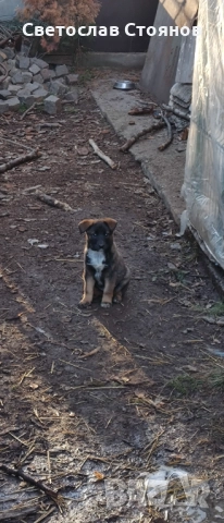 Подаряваме кученца