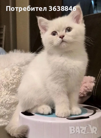 Британска късокосместа