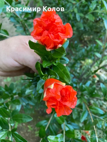 Декоративни видове нарове три цвята, растения, цъфтящи, дръвчета, снимка 12 - Градински цветя и растения - 53823765