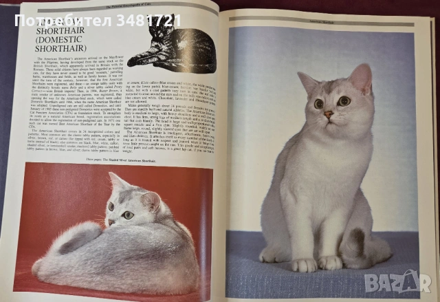 Енциклопедия на котките / The Encyclopedia of Cats, снимка 3 - Енциклопедии, справочници - 53748624