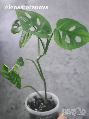 Monstera Adansonii, снимка 2 - Стайни растения - 51925259