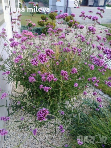 Вербена многогодишна, Verbena Bonariensis Bonnie Blue, снимка 5 - Градински цветя и растения - 52426647