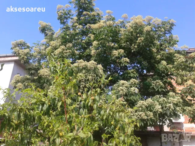 Продавам 400 висококачествени семена от медоносното дърво на пчеларя Еводия Даниели и разсад дръвчет, снимка 3 - Сортови семена и луковици - 49258651