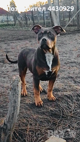 Американско Були XL, снимка 2 - Американски стафордширски териер - 53671438