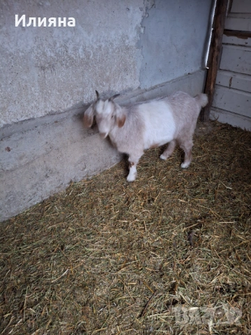 Продавам две женски ярета, снимка 2 - Кози - 53217317