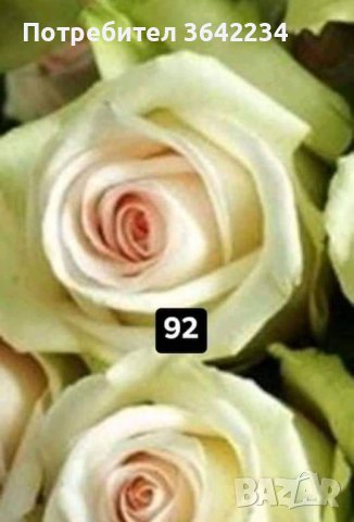 щамбови рози в Градински цветя и растения в гр. Павликени - ID42339960 —  Bazar.bg