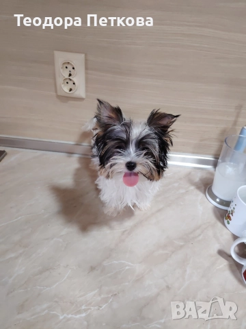 мини йоркширски териер бивър , снимка 2 - Йоркширски териер - 52962044