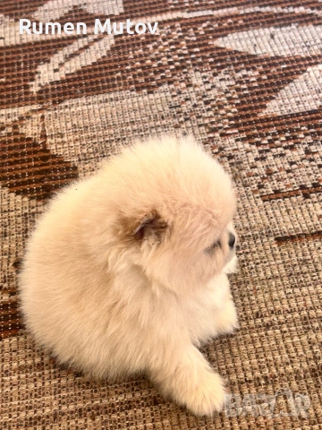 Померан , снимка 2 - Померан - 53585128