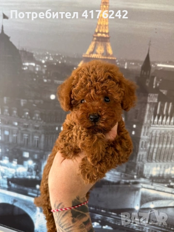 Пуделчета,той., снимка 2 - Пудели - 52576651