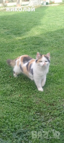 котка с дълъг косъм, снимка 3 - За котки - 52866078