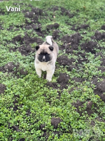 Америкаска акита кученца, снимка 2 - Акита - 53021892