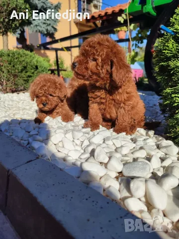 Пудел Той/Poodle Toy, снимка 6 - Пудели - 55990228