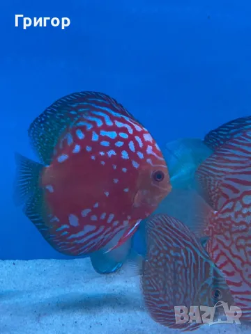 Различни видове декоративни риби, храни и техника , снимка 11 - Рибки - 47670463