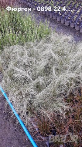Карекс - Декоративна трева, снимка 7 - Градински цветя и растения - 40887333