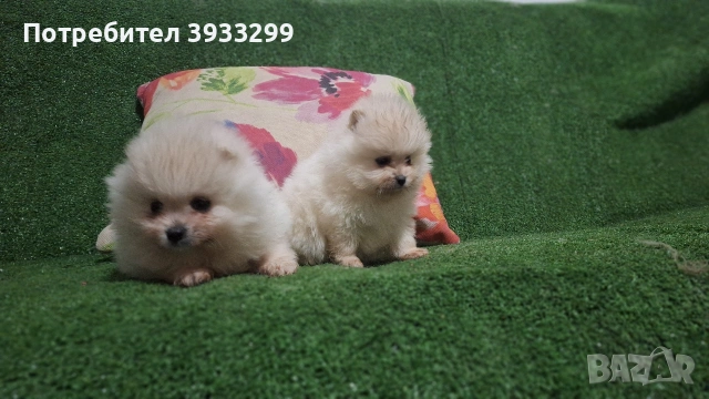 Померан мини померанчета , снимка 6 - Померан - 53411034