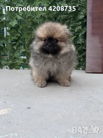 Мини померан. , снимка 1