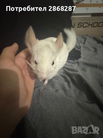 чинчила, снимка 4 - Чинчили - 52803015