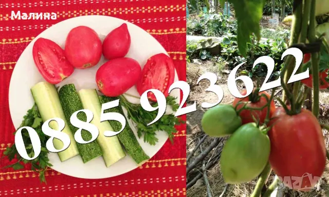 100+ Био Семена Стари Селски Сортове Домат, Краставици, Тютюн, Люти Чушки + ПОДАРЪК, снимка 7 - Сортови семена и луковици - 38801257