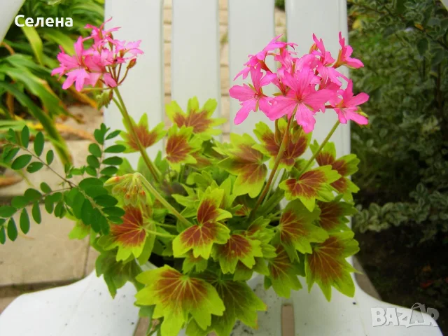 Мушкато LotusLand Stellar