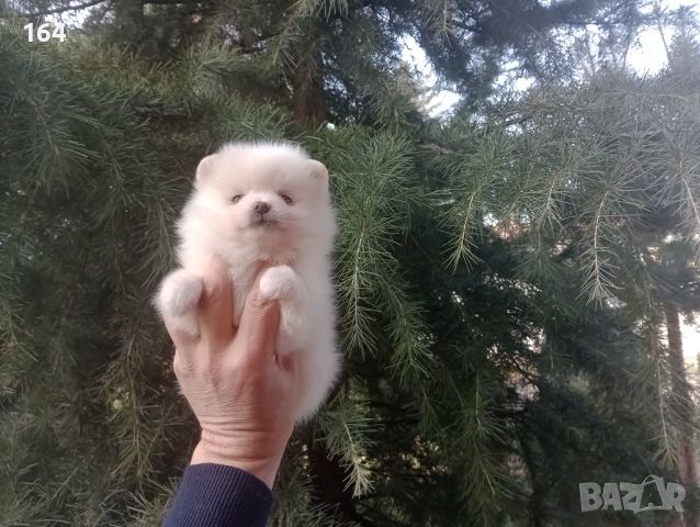 Бели мъжки и женски Померани. Реални снимки от 02.01.26 г. , снимка 2 - Померан - 52932942