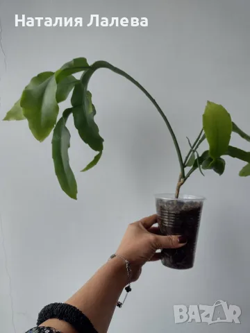 Епифилум, epiphyllum oxypetalum