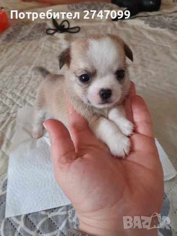 Чихуахуа момче