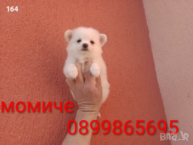 Мини Шпиц - Померан. Мъжки и женски кученца. Снимки от 08.03.26 г.