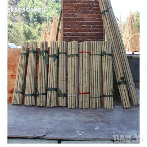 Висококачествени Семена от бамбук Moso Bambo декоративни растения за дома и двора бамбуков разсад, снимка 17 - Сортови семена и луковици - 49007699