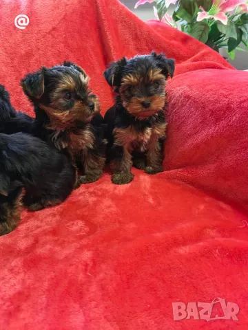 Йорки йоркширски териер Гр. София, снимка 2 - Йоркширски териер - 48058005