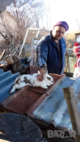 Продавам зайци заклани или живи, снимка 10 - Други животни - 48523941