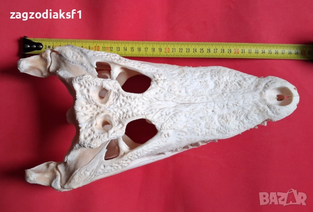 Челюст от Крокодил, снимка 6 - Колекции - 52465330