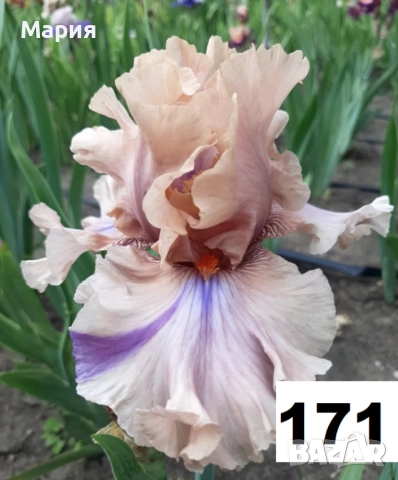 Сортови вискоки ириси /брадати ириси, снимка 16 - Градински цветя и растения - 51459213