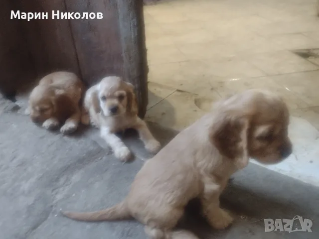 Американски кокер шпаньол, снимка 6 - Кокер шпаньол - 55851946