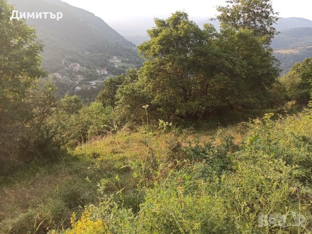 Поземлен имот с. Свидня, снимка 2 - Парцели - 41484920