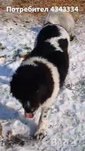 Българско овчарско куче